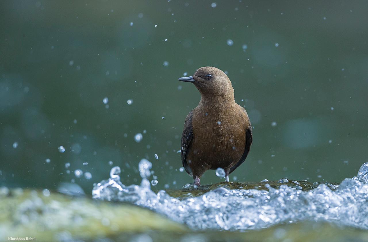dipper