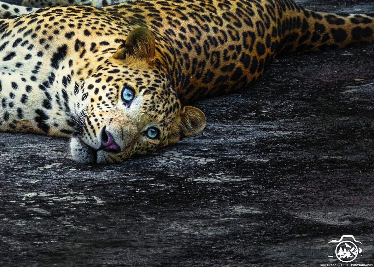 Leopards_of_Jawai_3