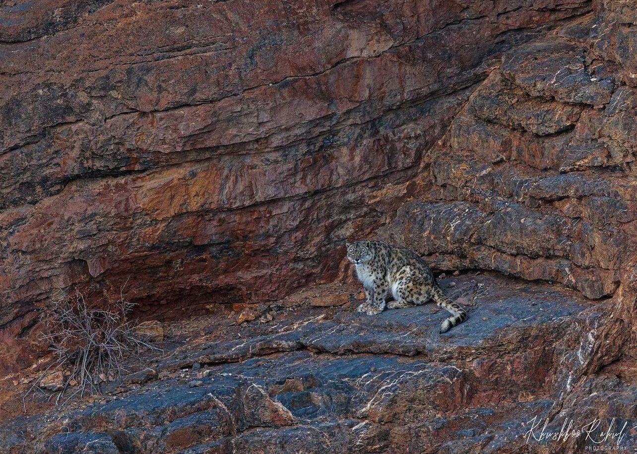 Snow_Leopards_in_india_3
