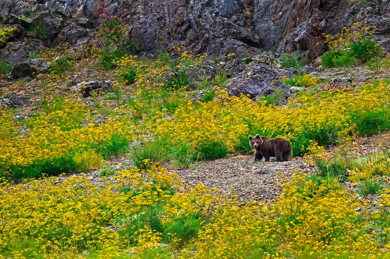 himalayanbrownbear_12