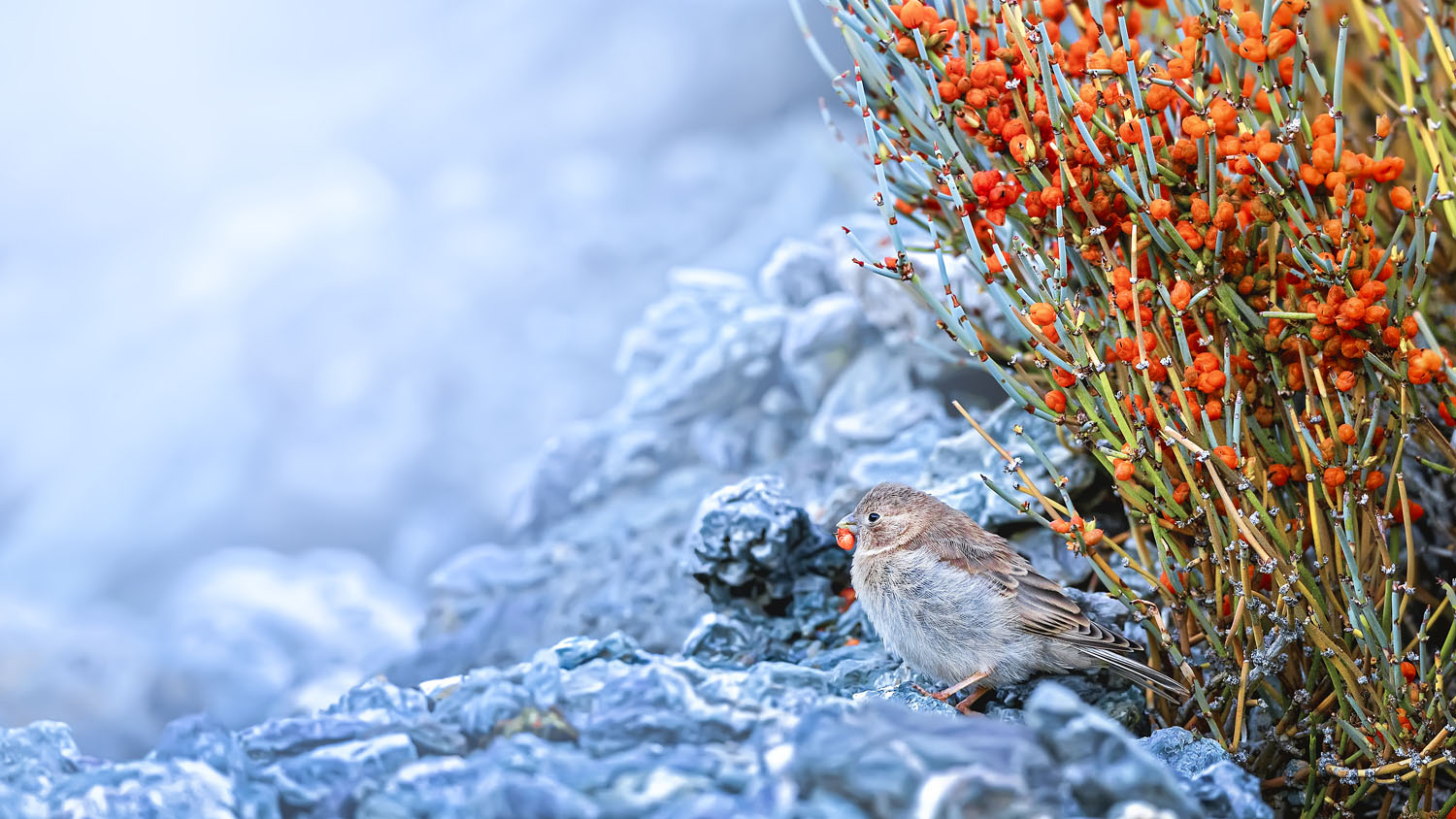 Mongolian_Finch_Ladakh_IncredibleBirding-1