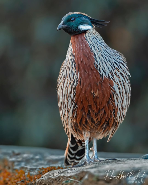 Copy-of-The-koklass-pheasant-Pucrasia-macrolopha-Small