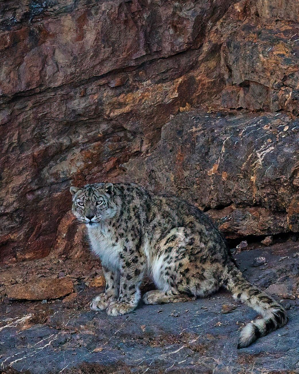 Snow_Leopards_in_india_2