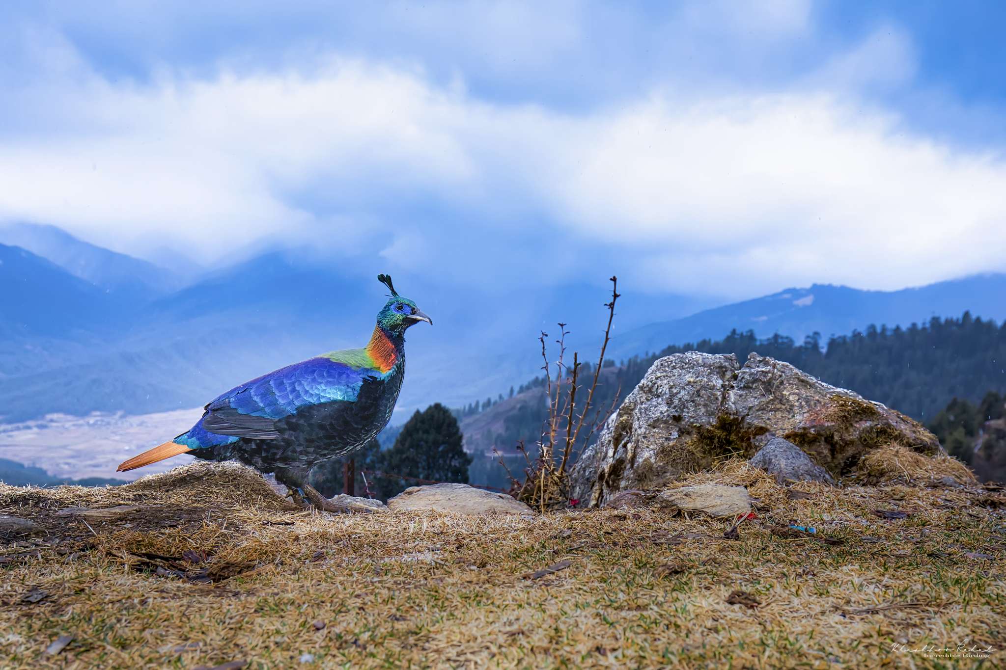 The-Himalayan-monal-Lophophorus-impejanus