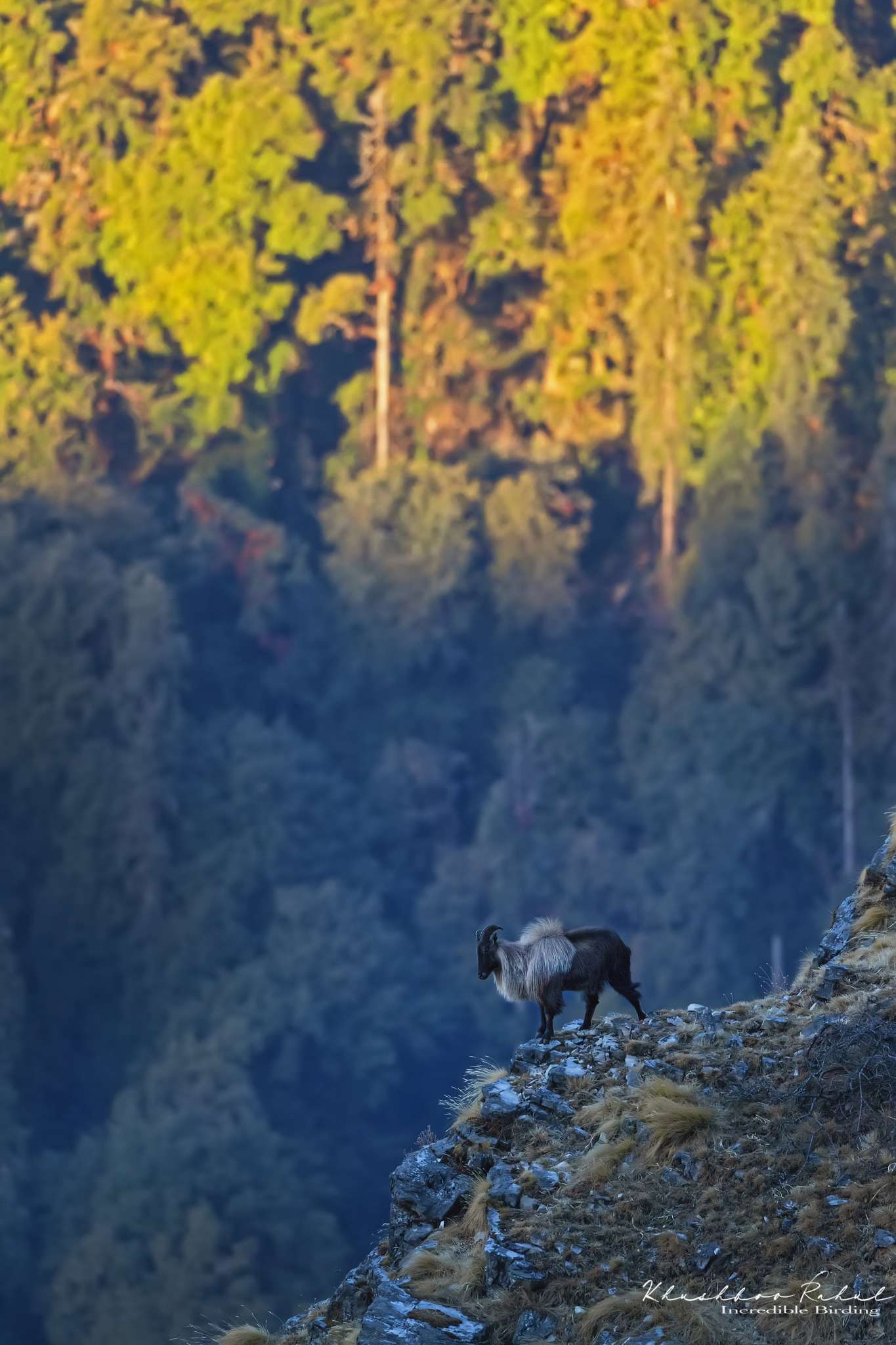 The-Himalayan-tahr-Hemitragus-jemlahicus