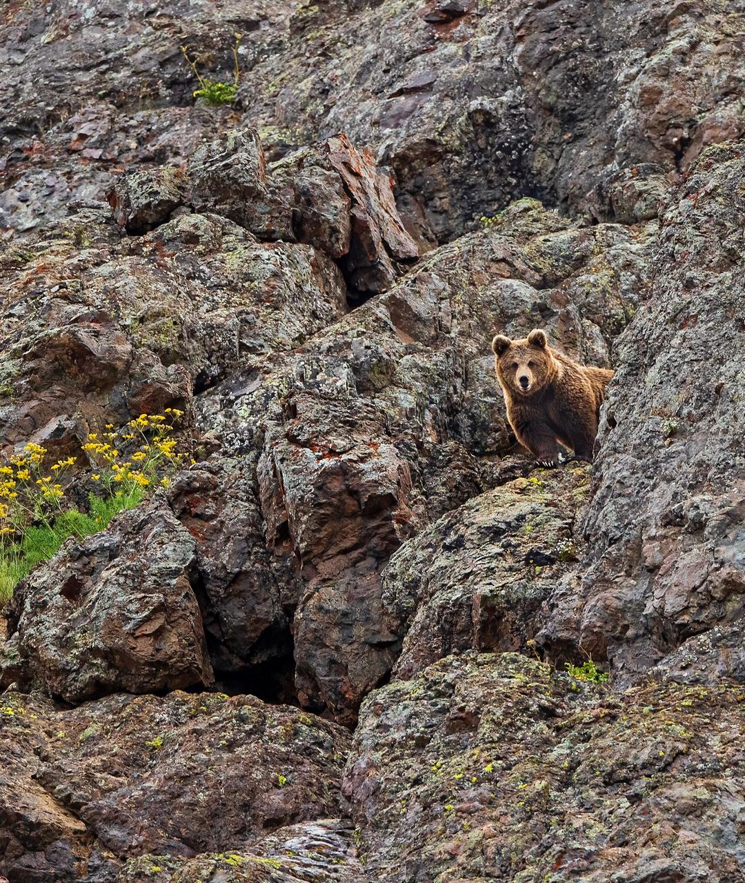 himalayanbrownbear_10